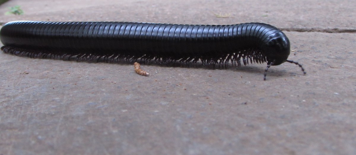millipede